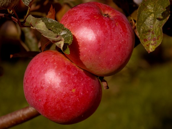 La pomme du Val de Loire